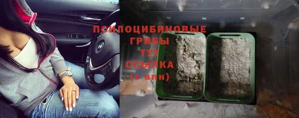 стаф Магас